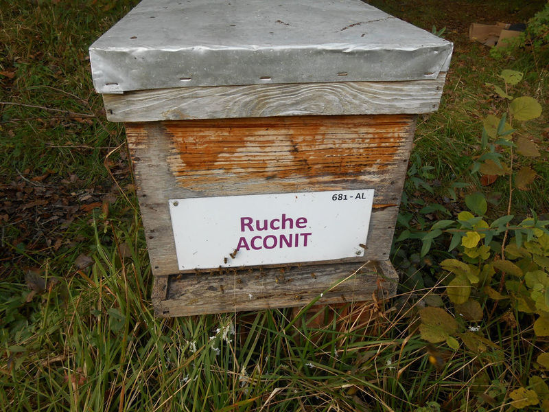La ruche Aconit