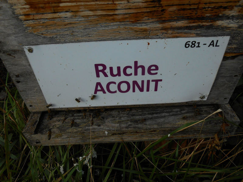 La ruche Aconit