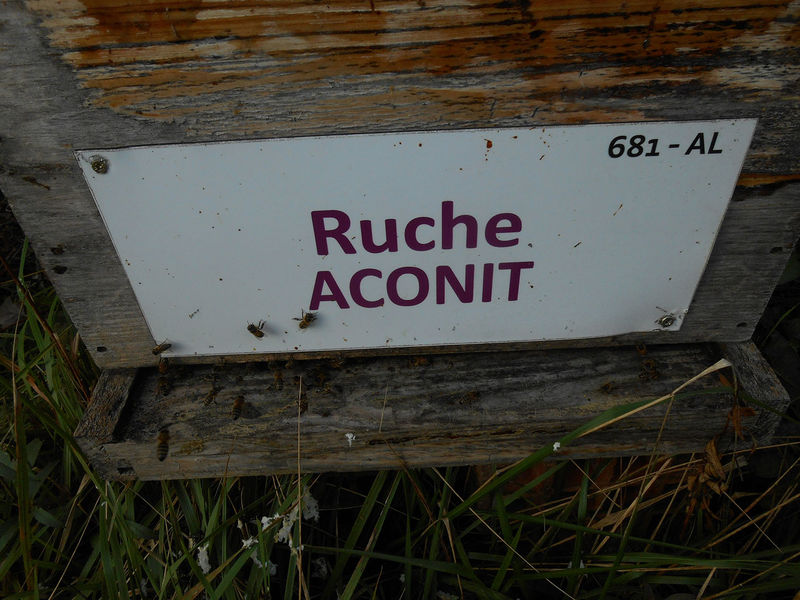 La ruche Aconit