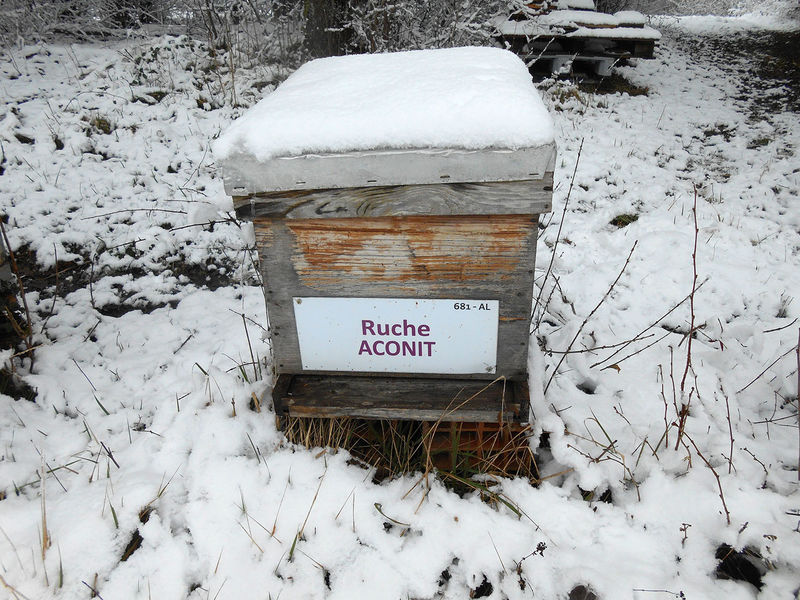 La ruche Aconit
