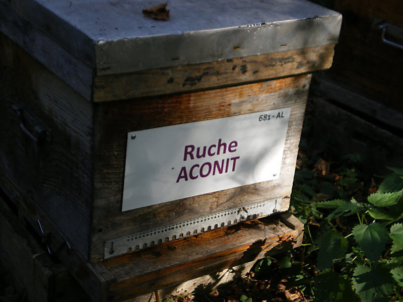La ruche Aconit