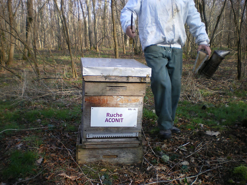 La ruche Aconit