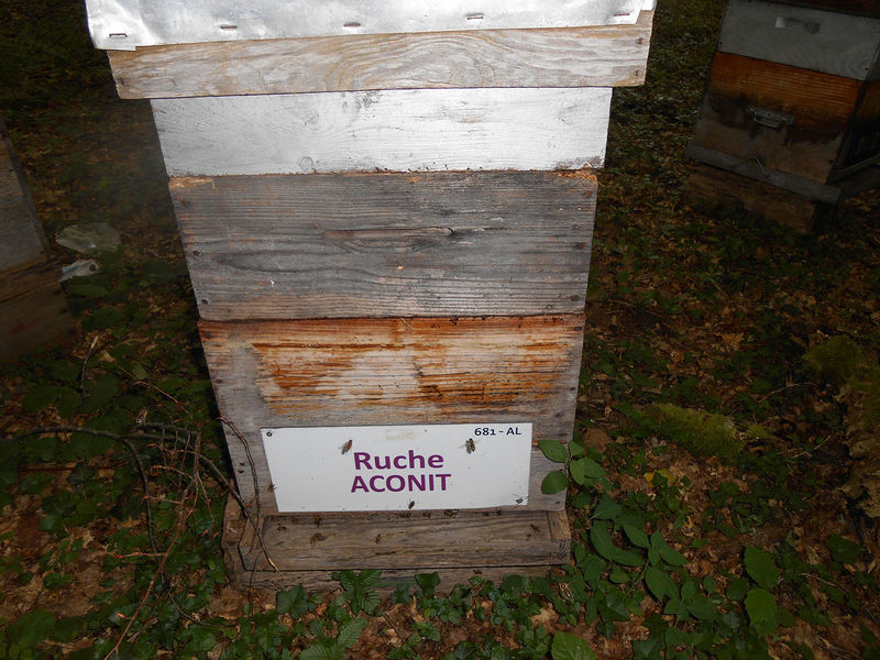 La ruche Aconit