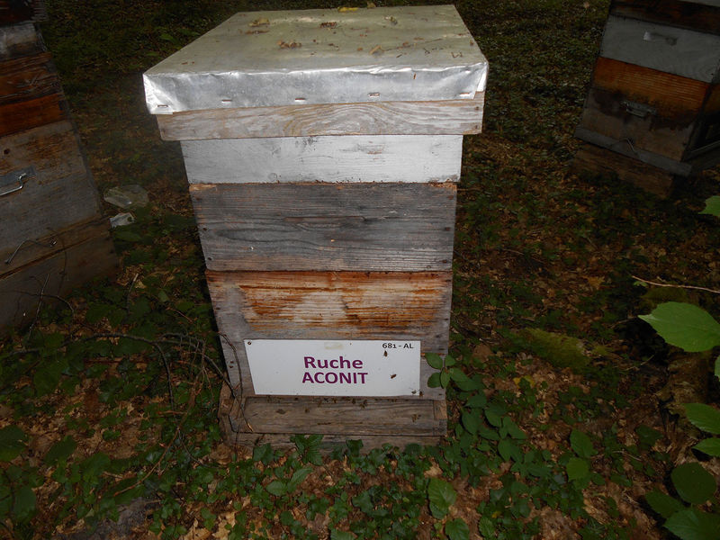 La ruche Aconit