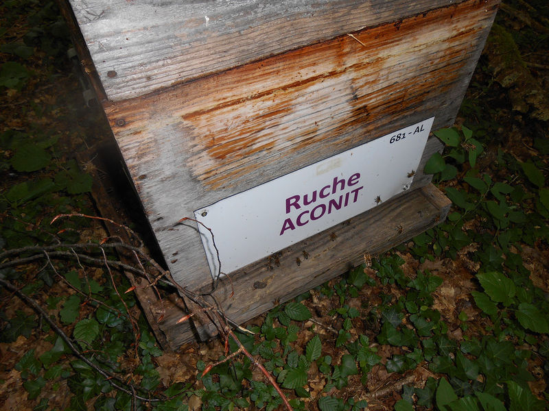 La ruche Aconit