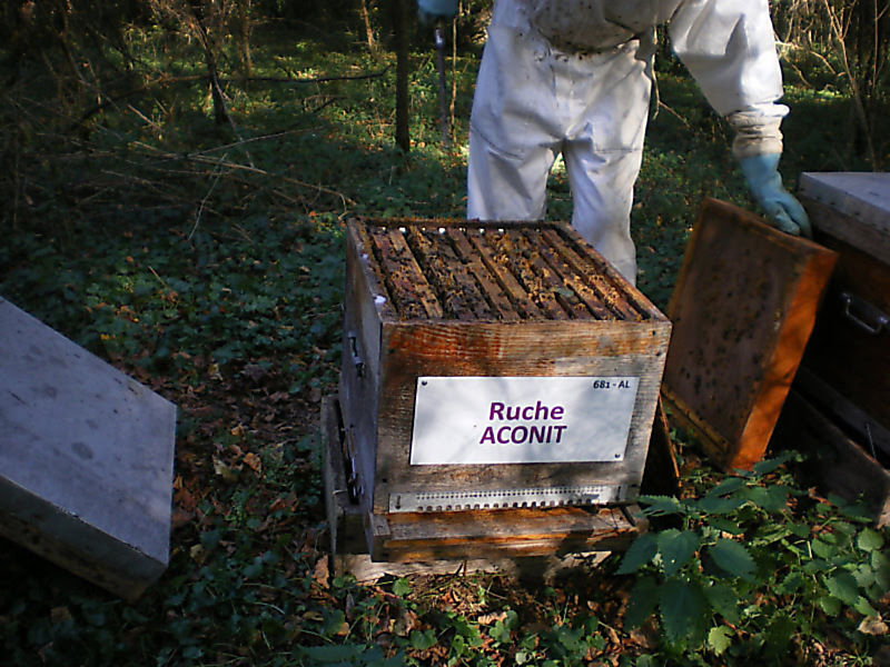 La ruche Aconit