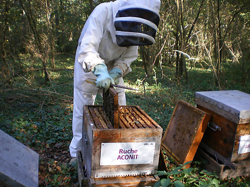 La ruche Aconit