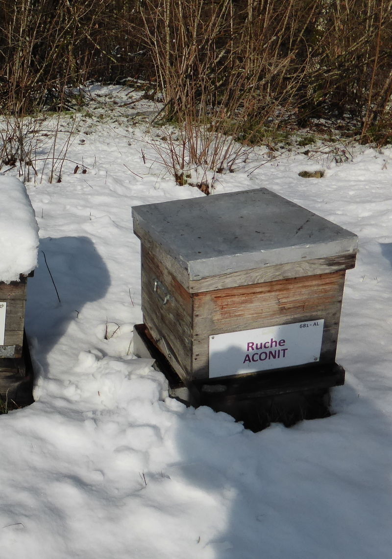 La ruche Aconit
