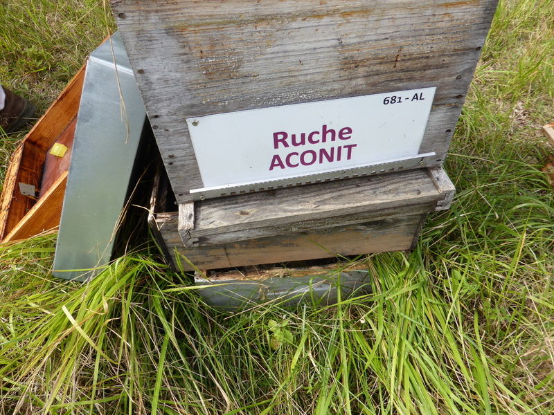 La ruche Aconit