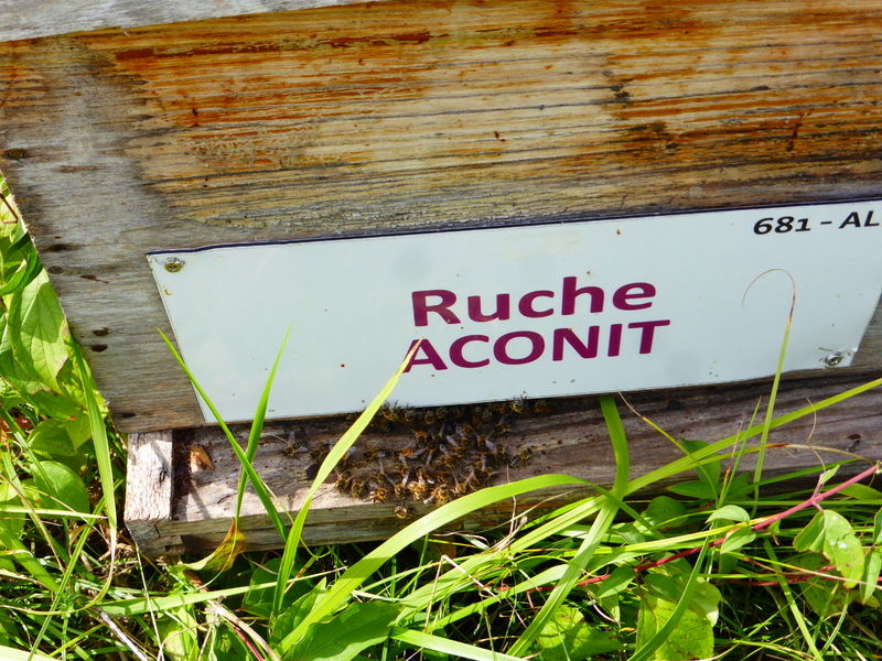 La ruche Aconit