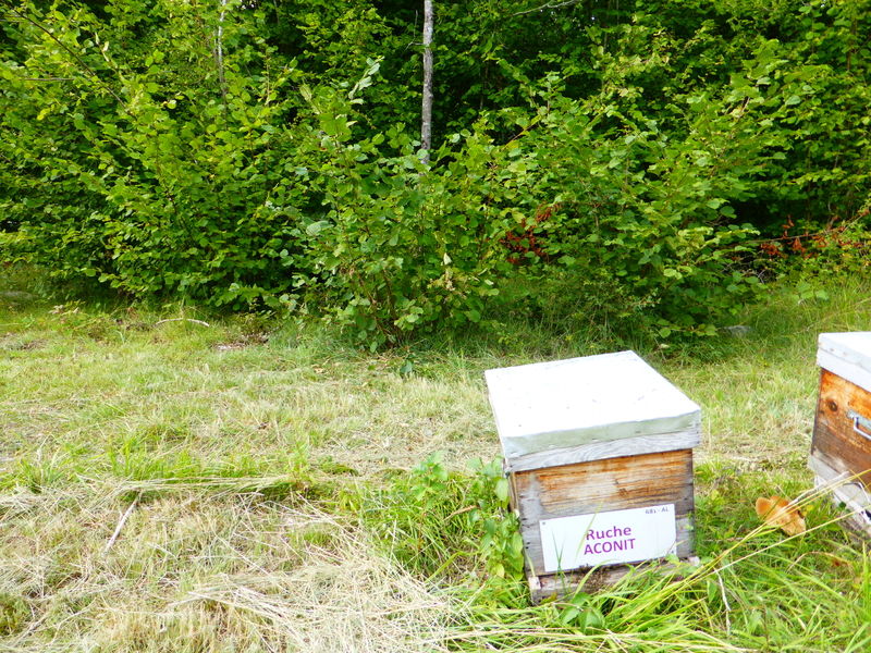 La ruche Aconit