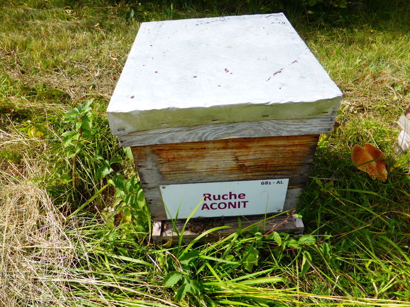 La ruche Aconit