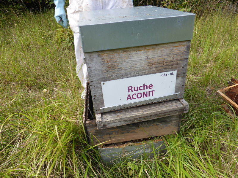 La ruche Aconit