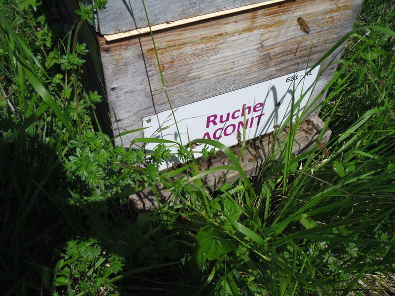 La ruche Aconit