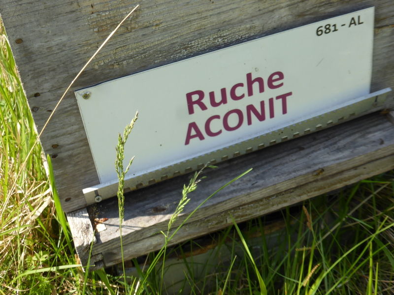 La ruche Aconit