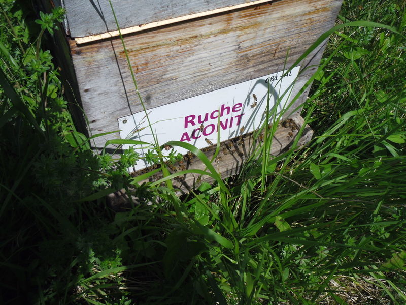 La ruche Aconit