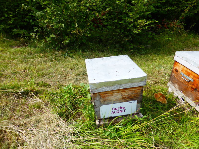 La ruche Aconit