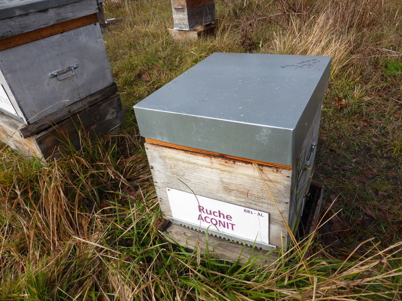 La ruche Aconit