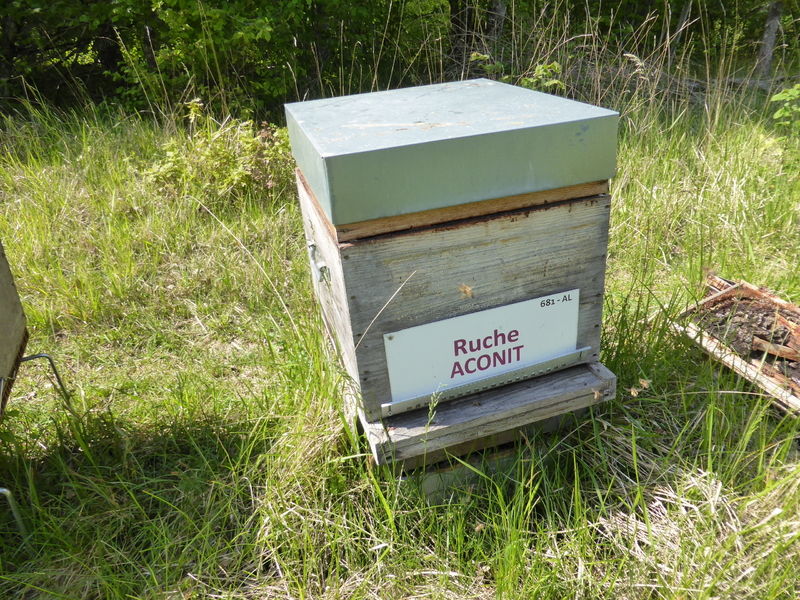 La ruche Aconit