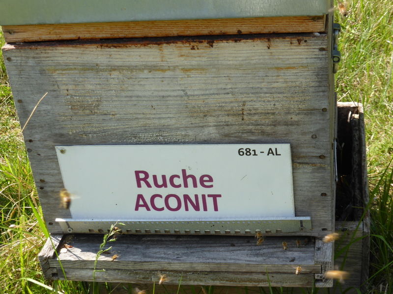 La ruche Aconit
