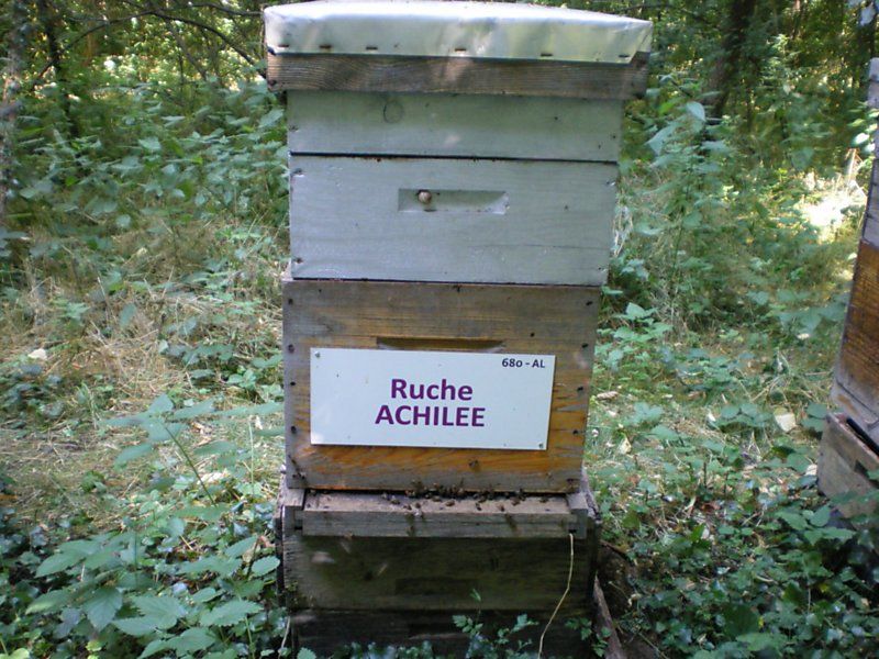 La ruche