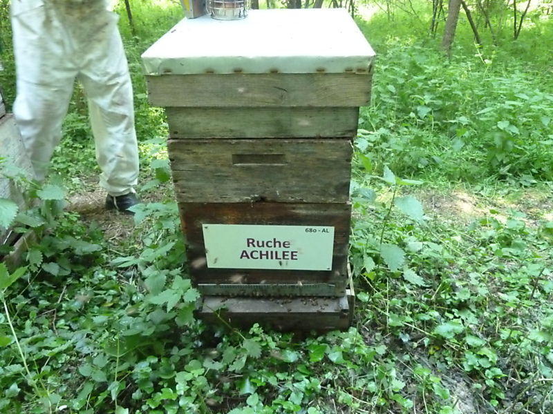 La ruche Achillée