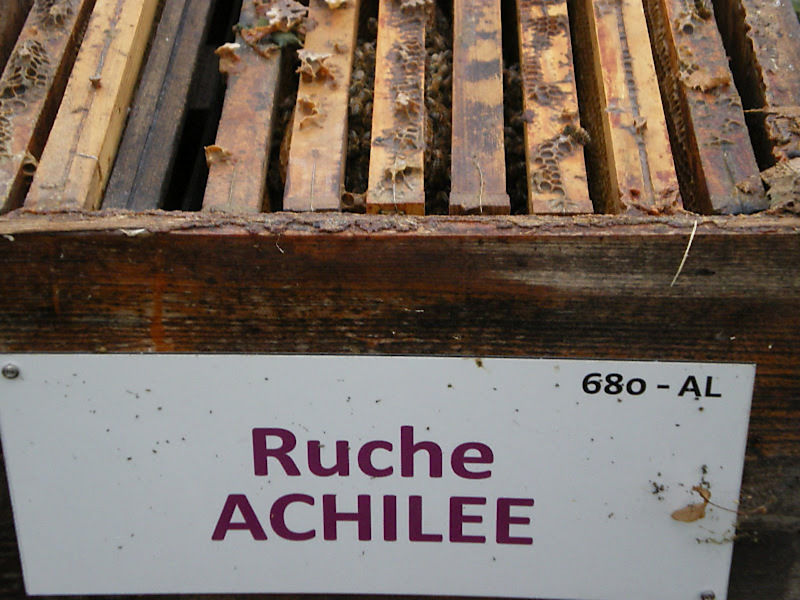 La ruche Achillée