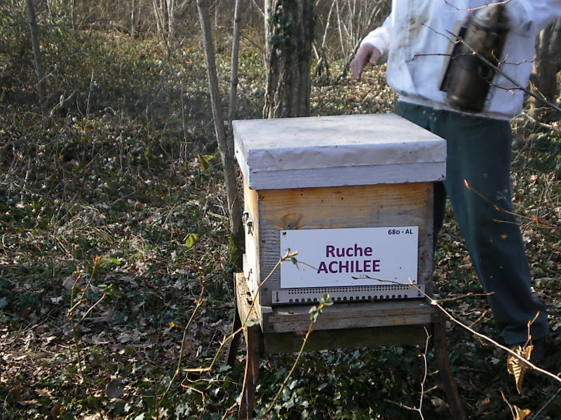 La ruche Achillée