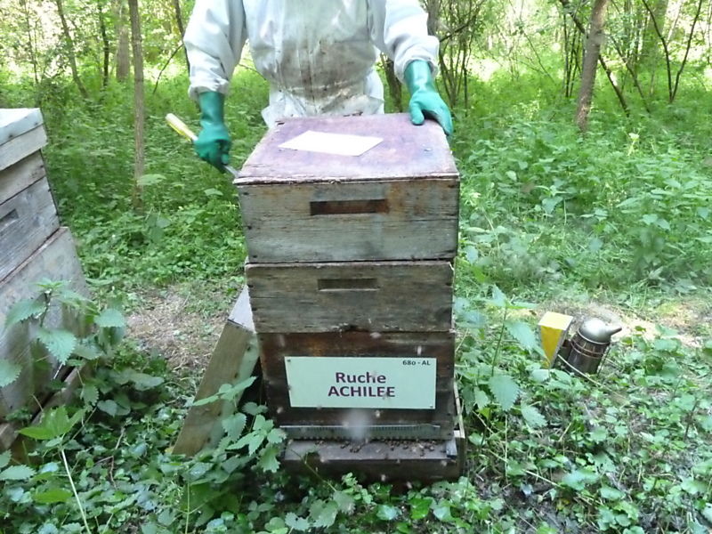 La ruche Achillée