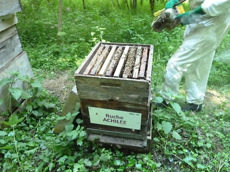 La ruche Achillée