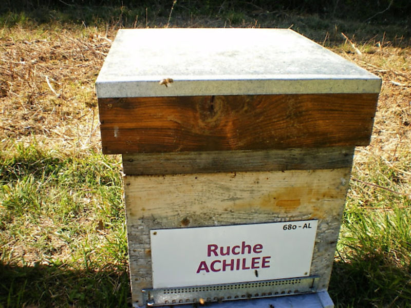 La ruche Achillée