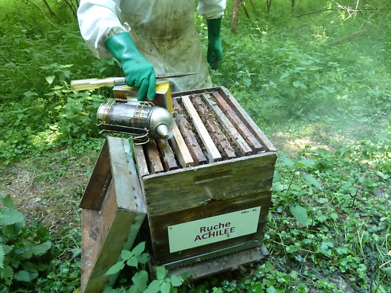 La ruche Achillée