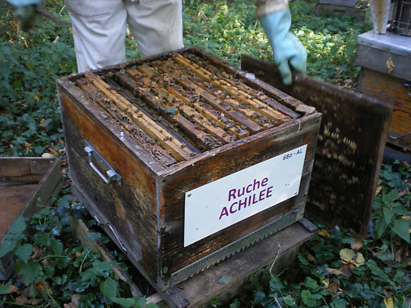 La ruche Achillée
