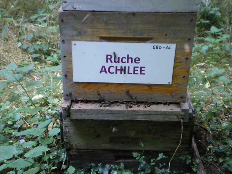 La ruche Achillée