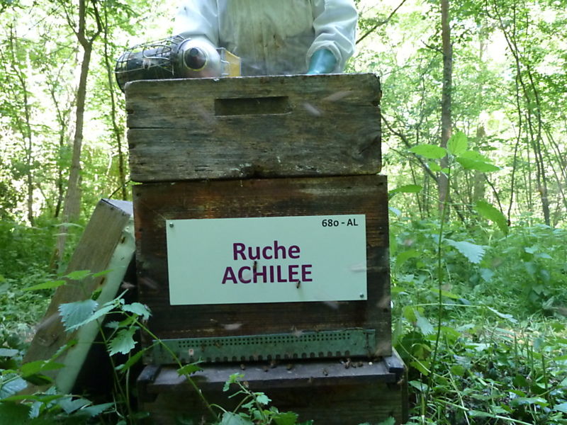 La ruche Achillée