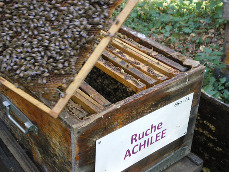 La ruche Achillée