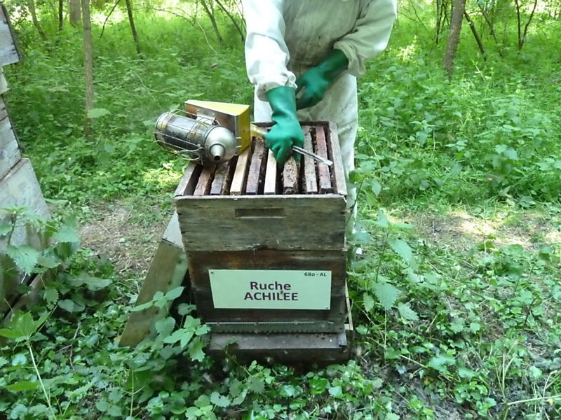 La ruche Achillée