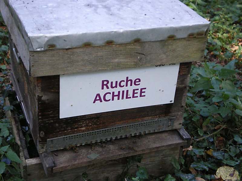 La ruche Achillée