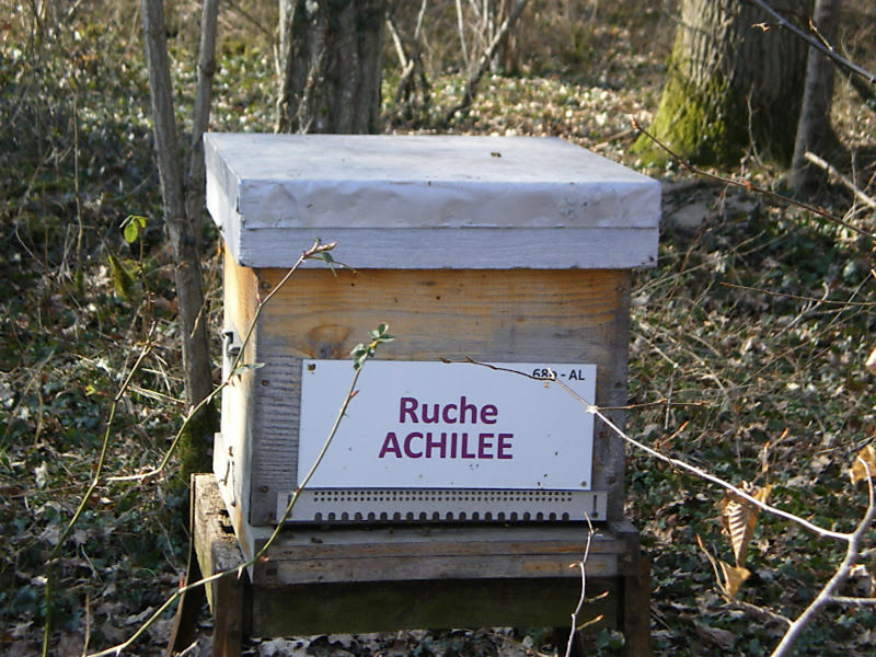 La ruche Achillée