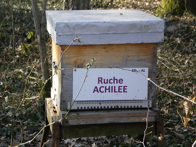 La ruche Achillée
