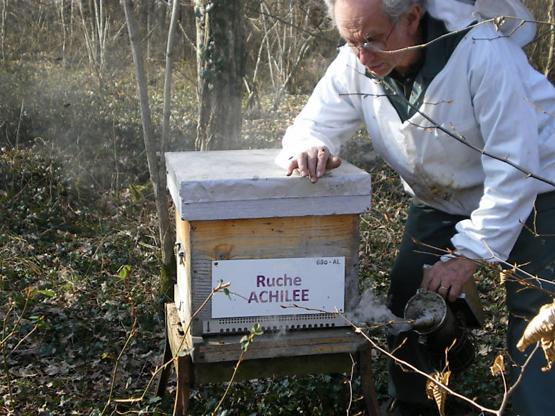 La ruche Achillée