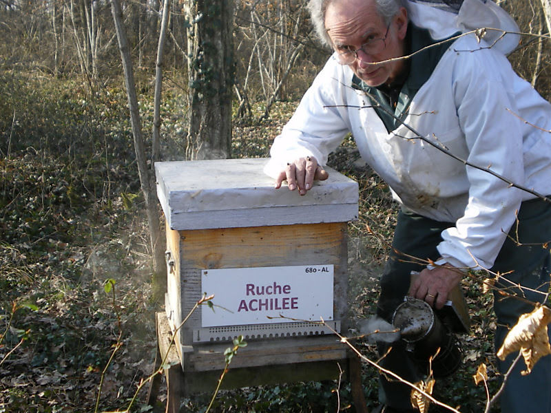 La ruche Achillée