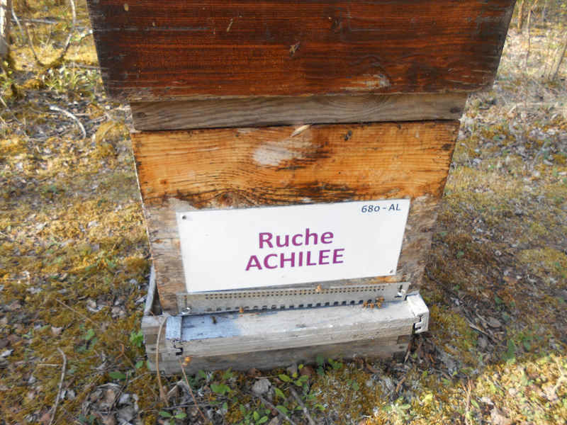 La ruche Achillée