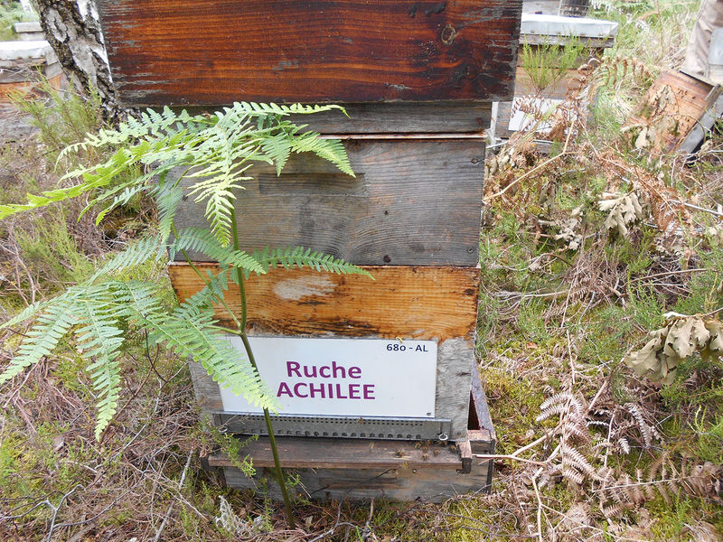 La ruche Achillée