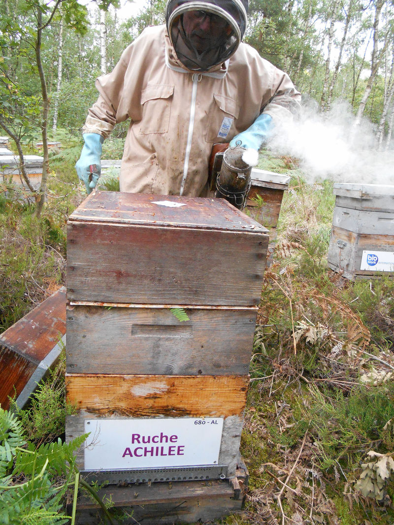 La ruche Achillée