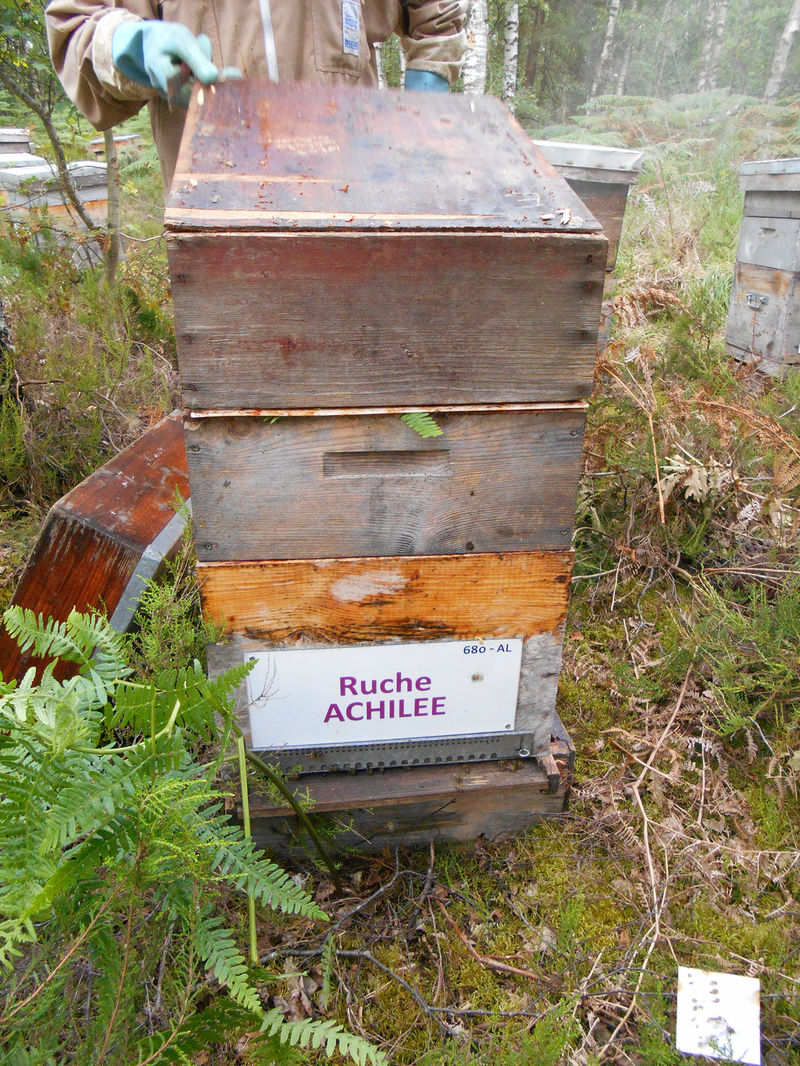 La ruche Achillée