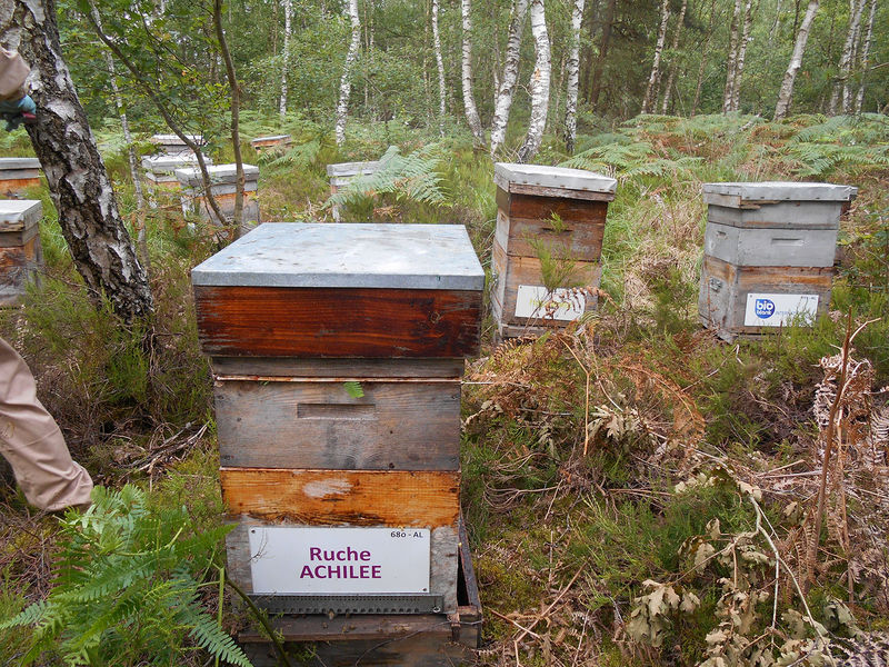 La ruche Achillée