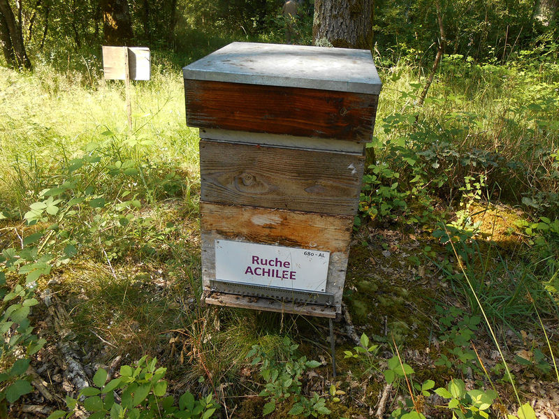 La ruche Achillée
