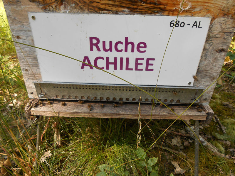 La ruche Achillée