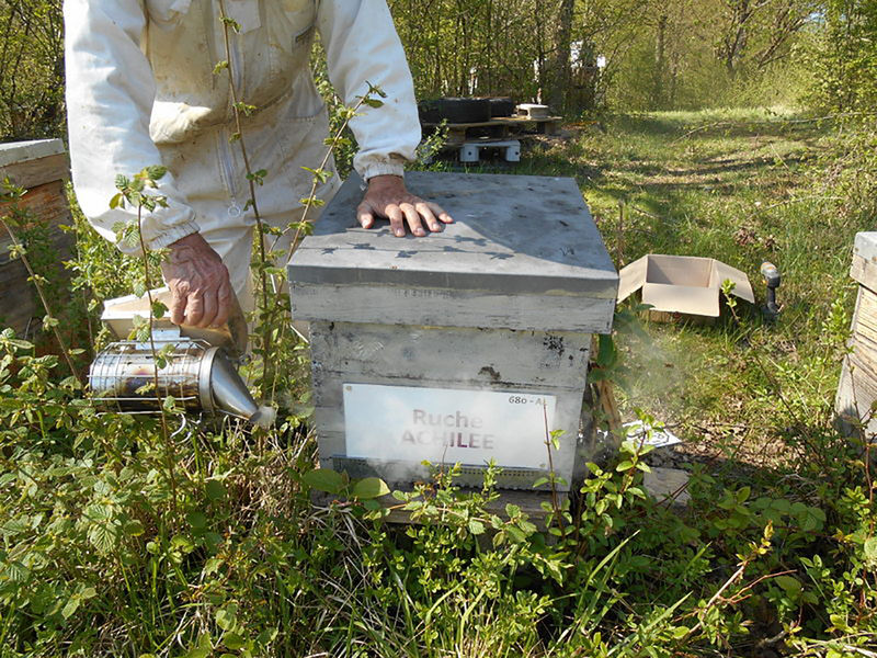 La ruche Achillée